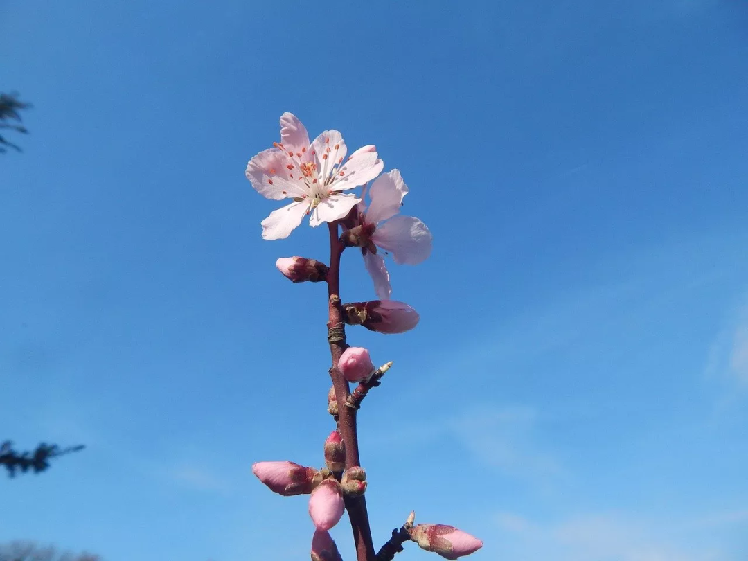 樱花成视频yh人入口